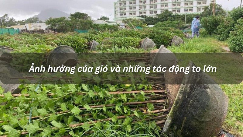 Ảnh hưởng của gió