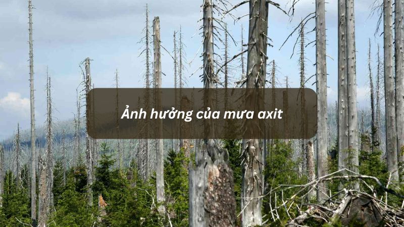 Ảnh hưởng của mưa axit