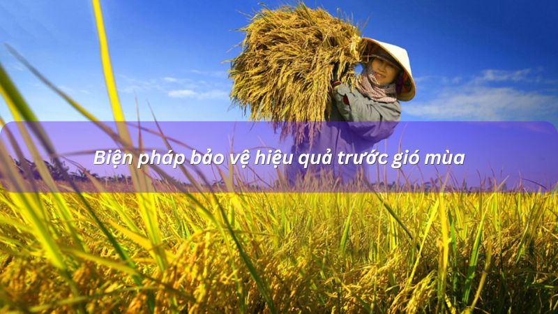 Bảo vệ trước gió mùa