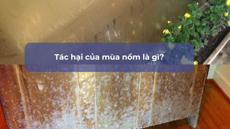 Tác hại của nồm ẩm