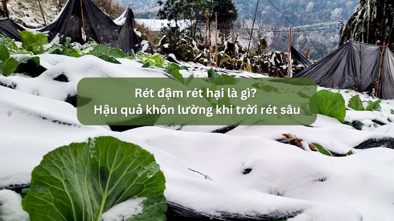 Rét đậm rét hại là gì? Hậu quả khôn lường khi trời rét sâu